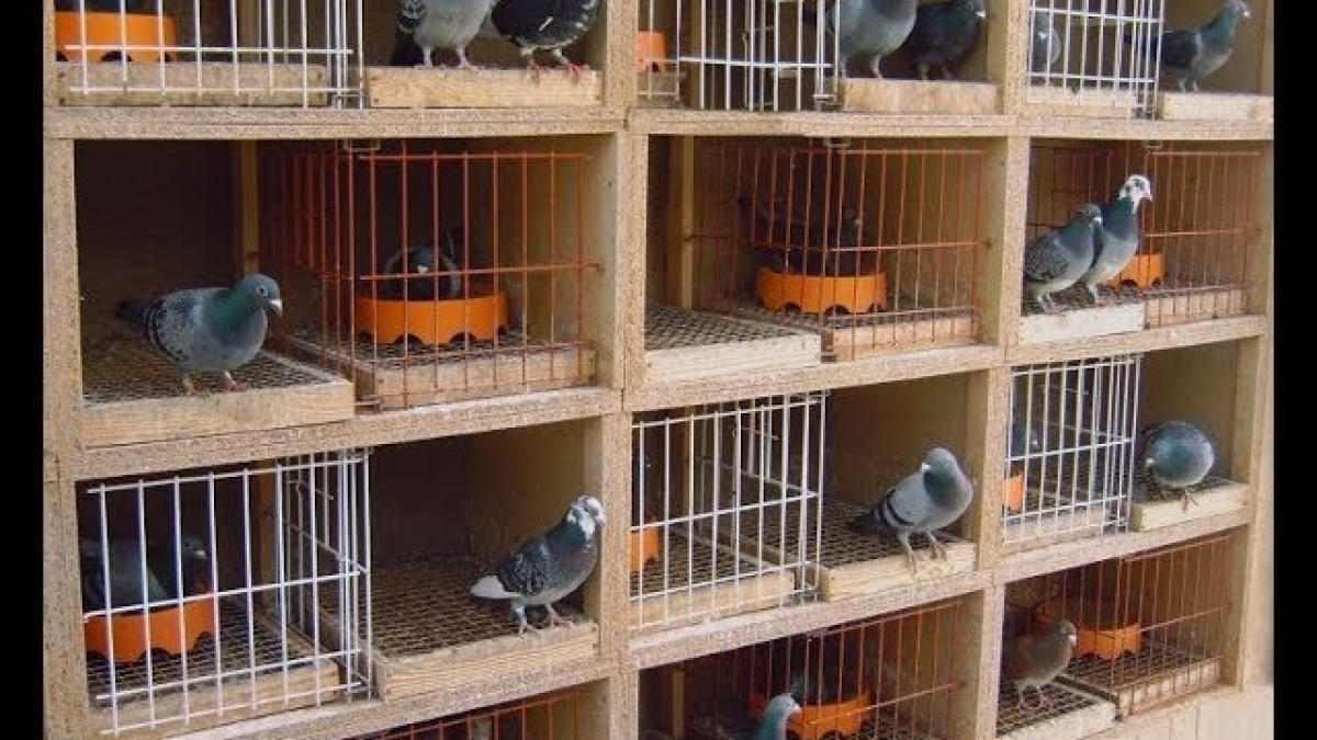 How to Choose the Perfect Location for Your Pigeon Loft