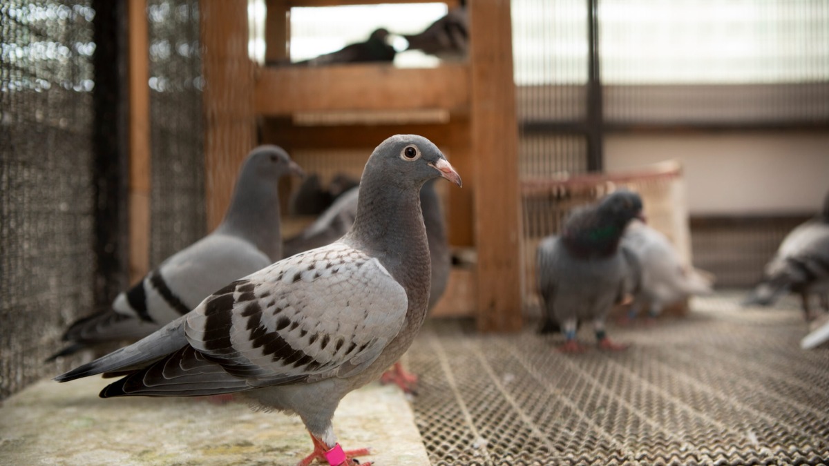Effective Parasite and Pest Control for Pigeon Lofts