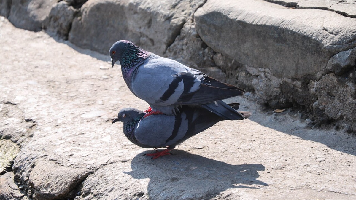 Essential Tips for Raising Young Pigeons and Boosting Survival Rates