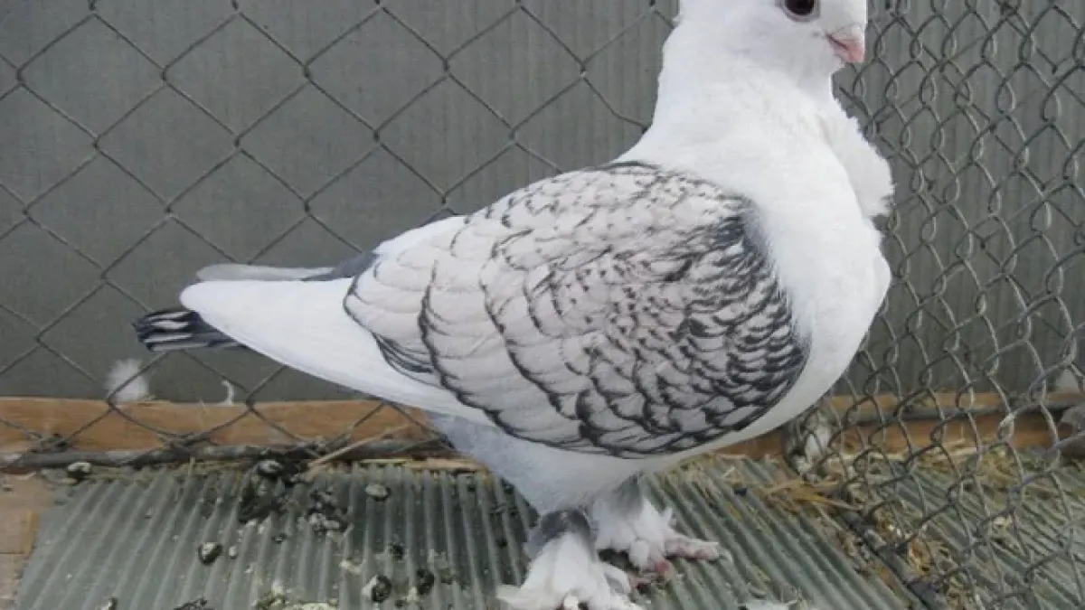 Best Racing Pigeon Breeds and How to Pick Winners