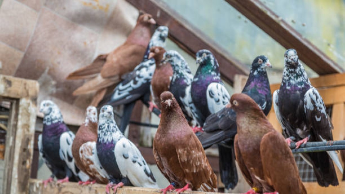 Designing the Perfect Pigeon Loft: Ventilation, Cleanliness, Light