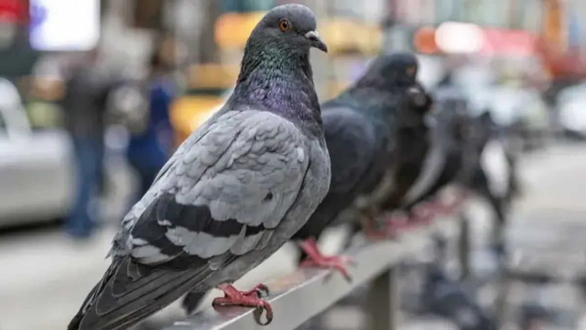 Pigeon Vaccination and Disease Prevention Essentials