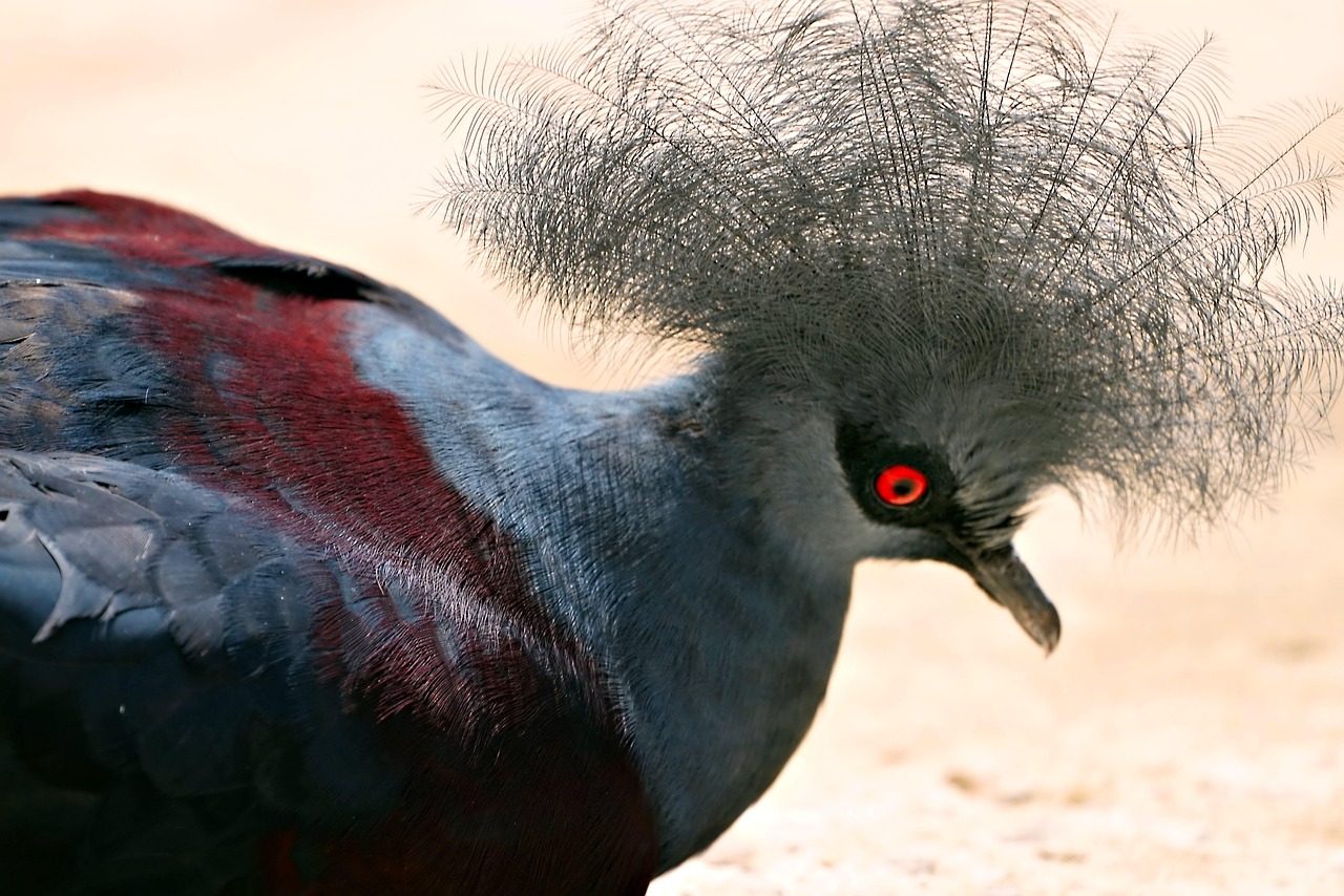 Darkness System: Boost Young Birds Conditioning for Racing Pigeons