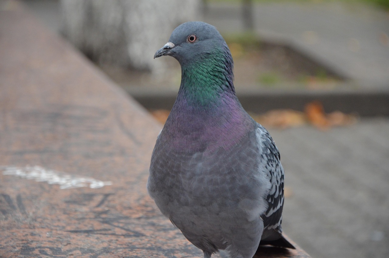 How to Write a Pigeon Sale Ad That Attracts Buyers Fast