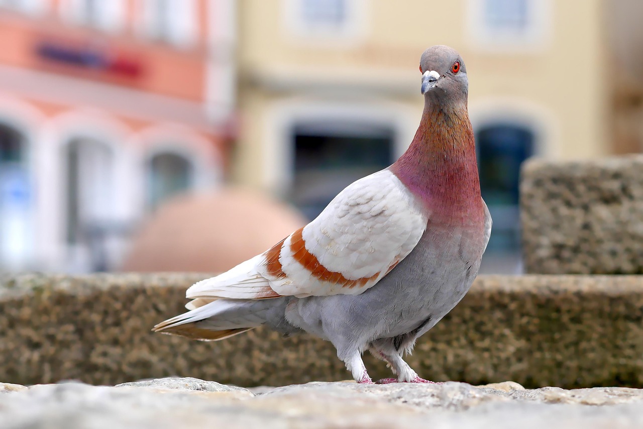 Mastering Fancy Pigeon Breeding for Pure, Beautiful Offspring