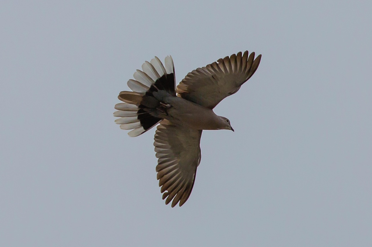 كيف يضاعف L-Carnitine قدرة تحمل الحمام: تحليل علمي شامل