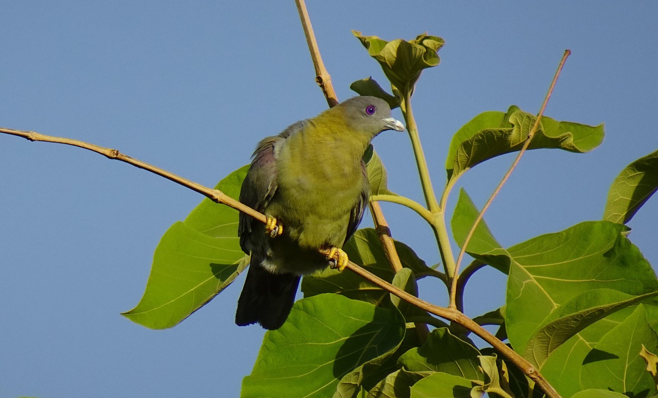 Mastering Fancy Pigeon Breeding: Best Pairing Methods for Purity