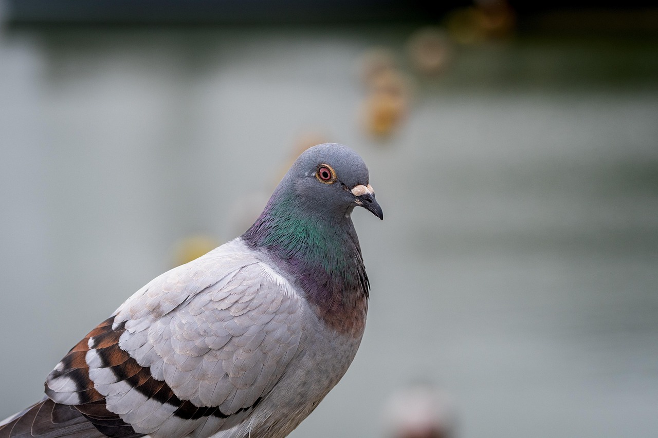 Technical Analysis of GPS Devices in High-Value Pigeon Racing
