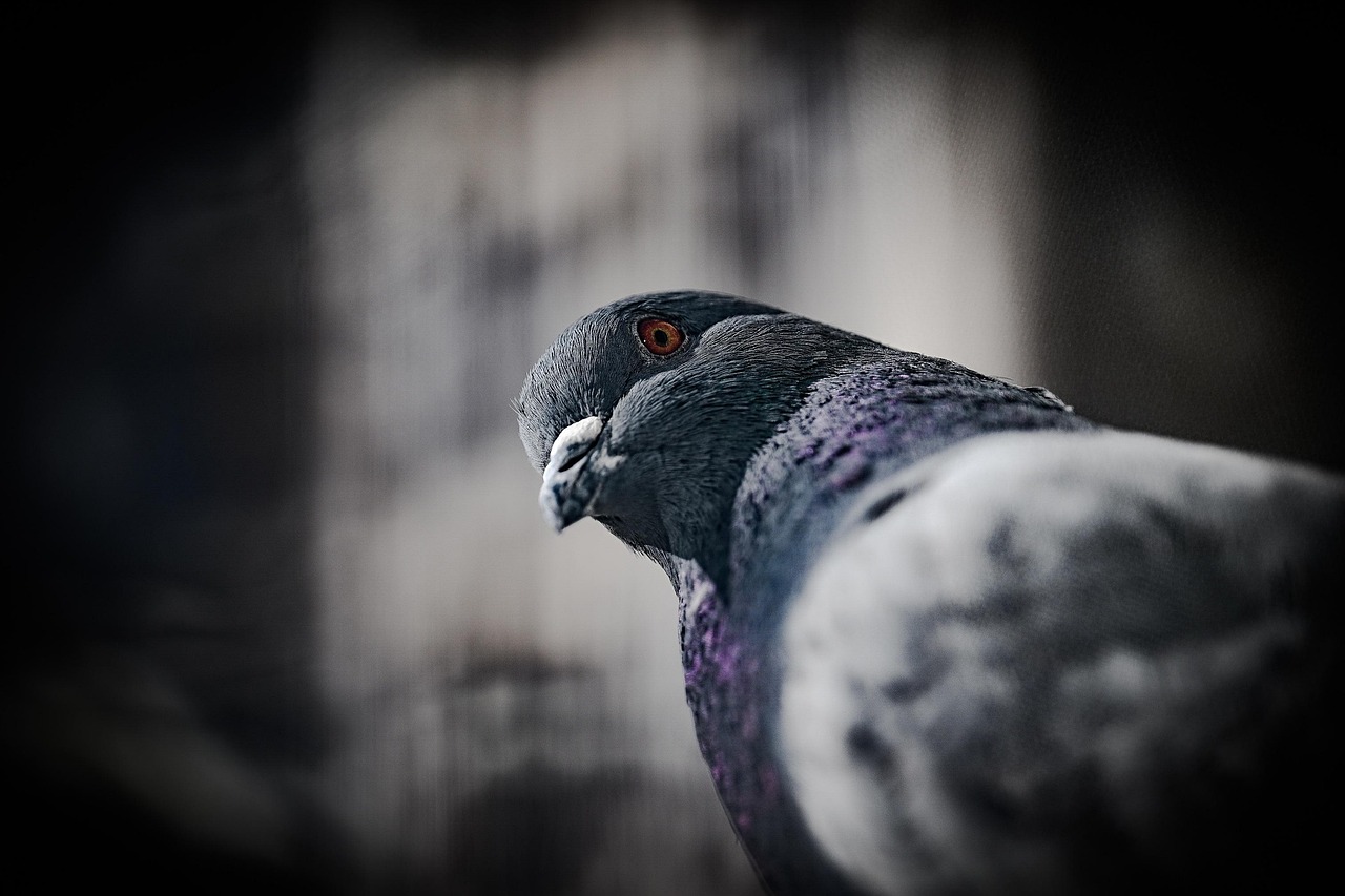 Mastering Pigeon Photography for Superior Show Presentation