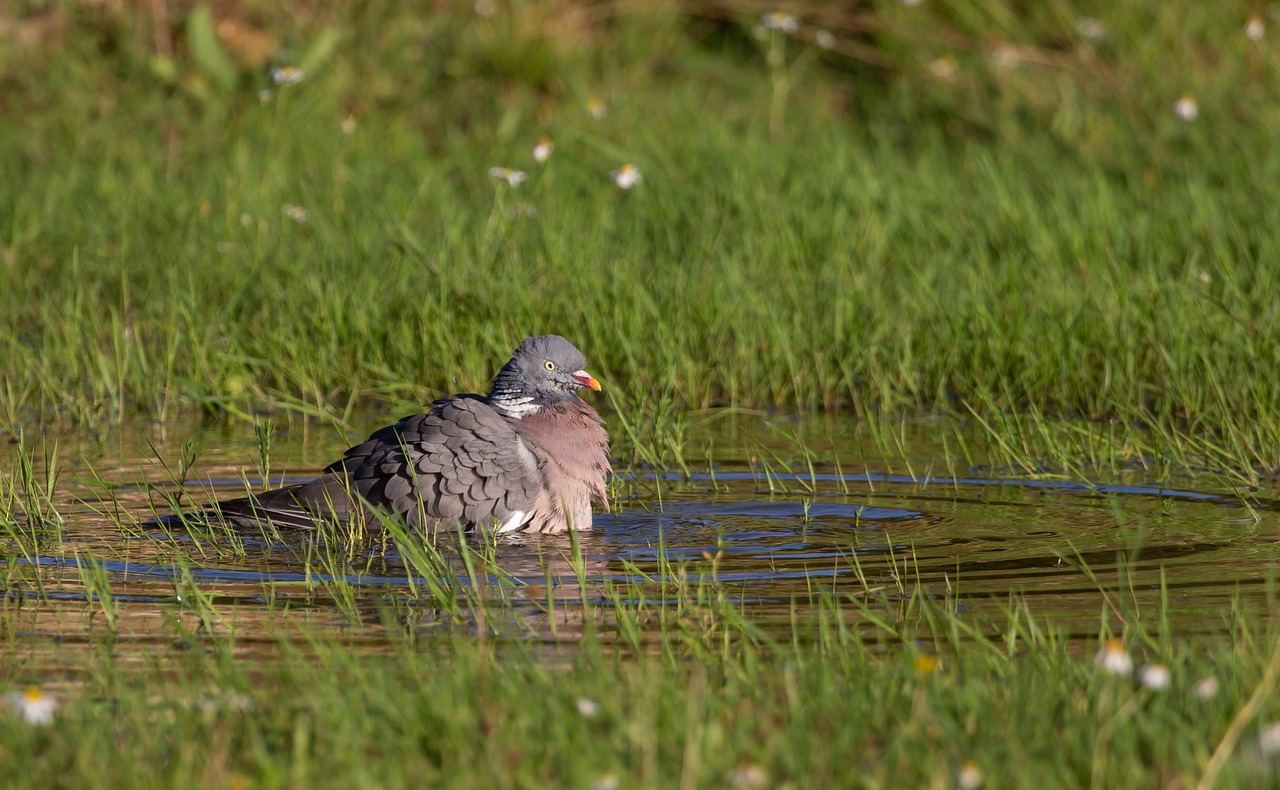 Weekly Race Supplements Schedule for Rapid Pigeon Fitness