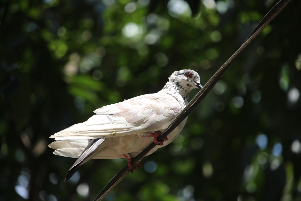 Cest Pharma vs Kastle: Top Scientific Pigeon Supplements Compared