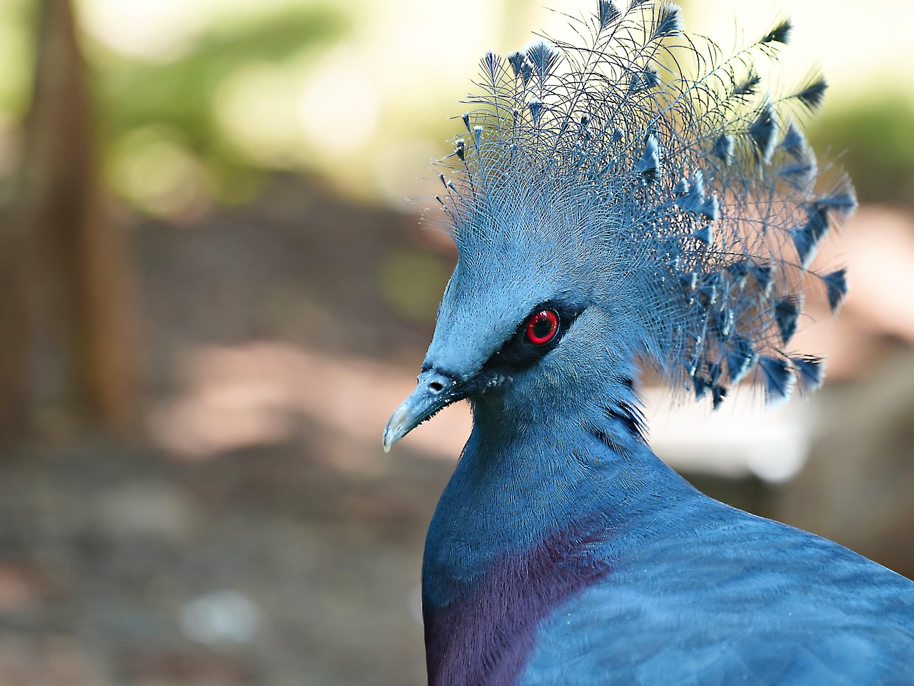 Protect Your Genetic Assets: A Guide to GPS and Insurance for Racing Pigeons