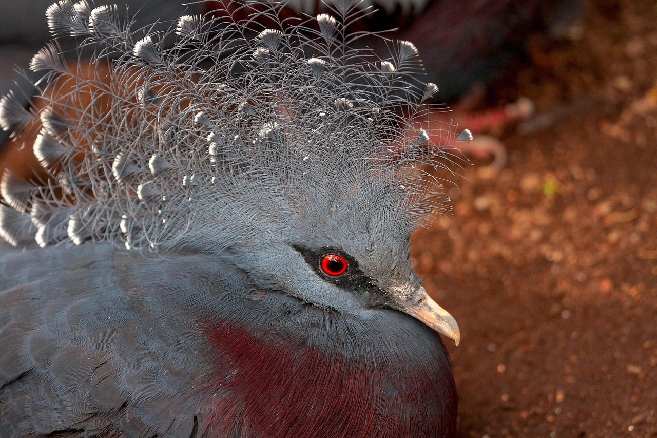 The Ultimate Guide to Pigeon Diseases Prevention and Loft Sanitation