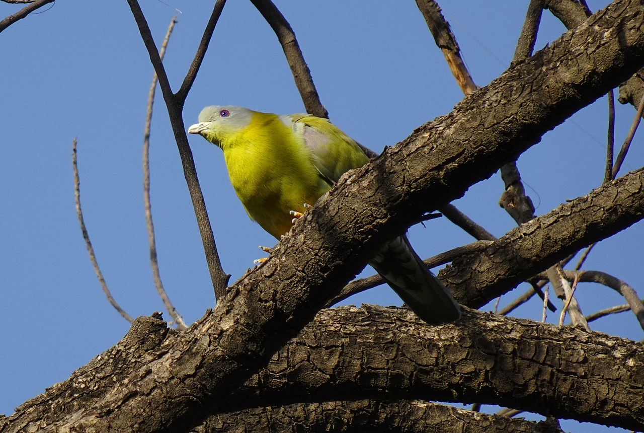 Kashki Pigeons: Aesthetic Analysis and Selection Guide