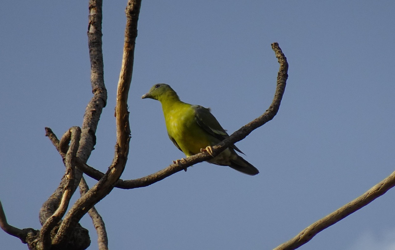 How L-Carnitine Boosts Pigeon Endurance: Scientific Analysis