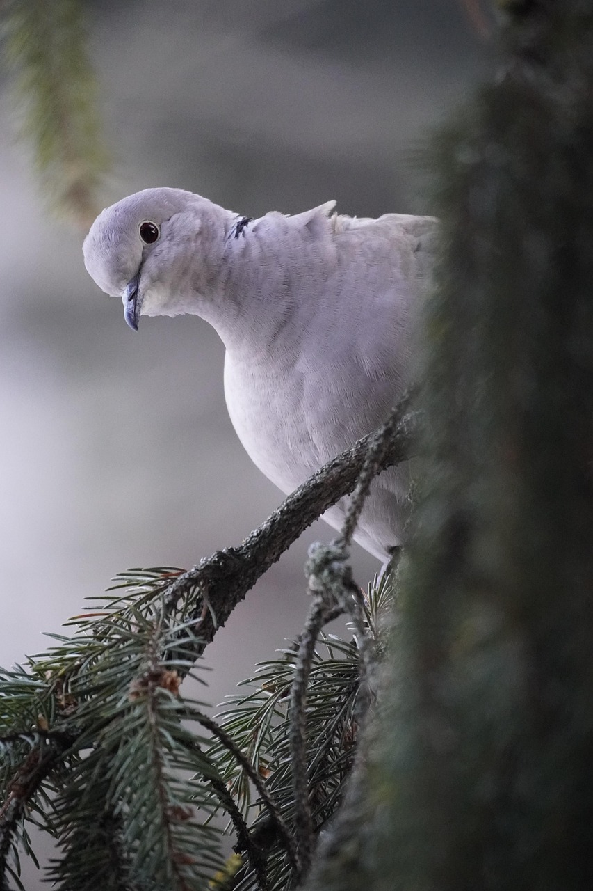 King Pigeon Traits: High Demand in the Gulf Market
