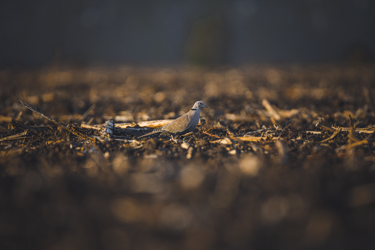 Darkness System: Boost Young Birds Racing Readiness