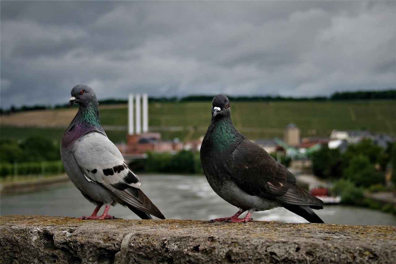 Cest Pharma vs Kastle: A Scientific Supplement Showdown for Pigeons