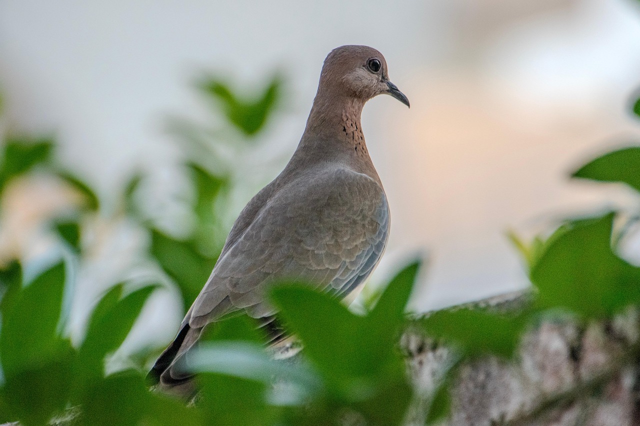 How GPS Data Analytics Revolutionizes Pigeon Racing Performance