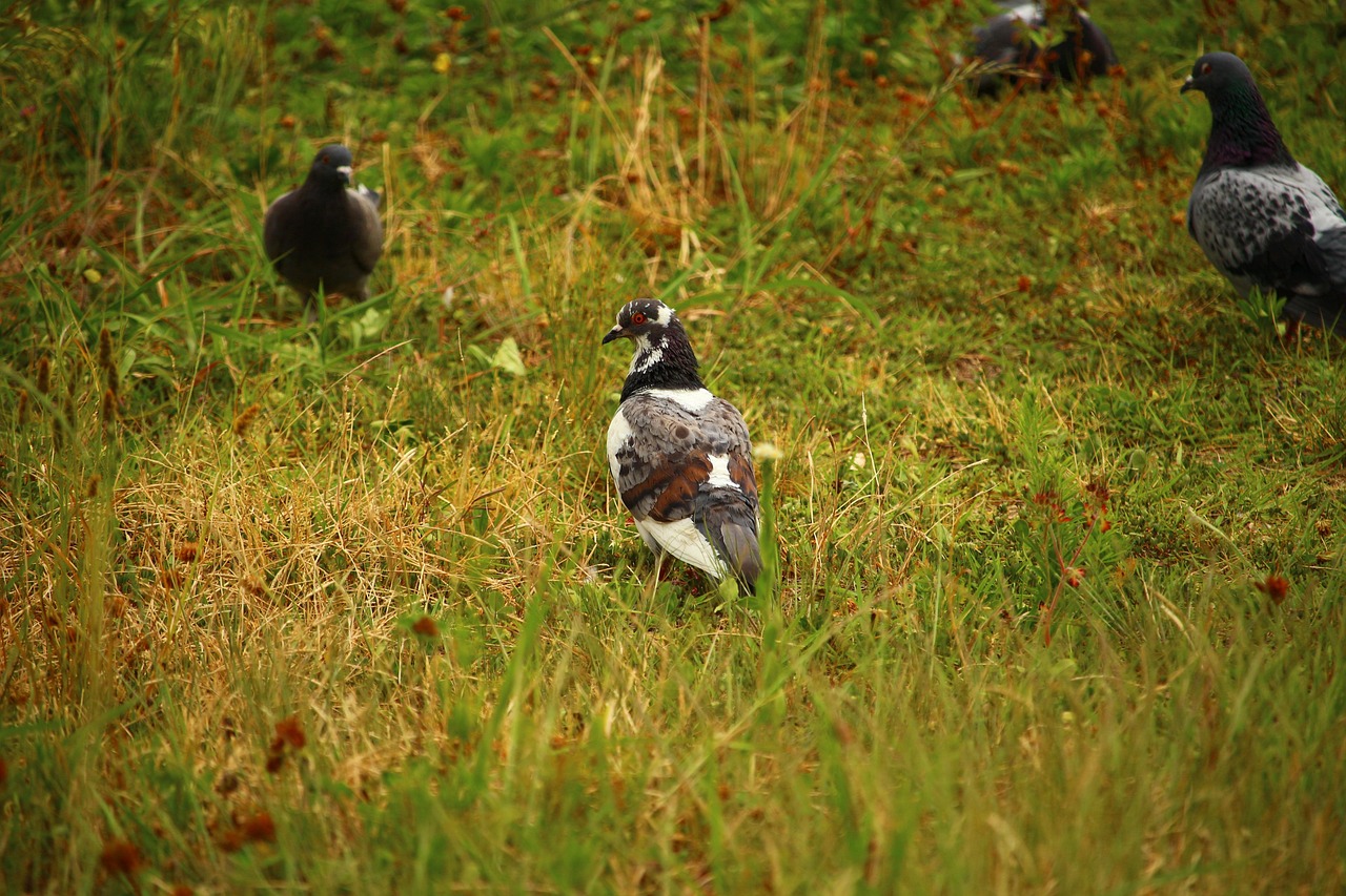 Boost Pigeon Value with Shoulder and Frontal Genetics