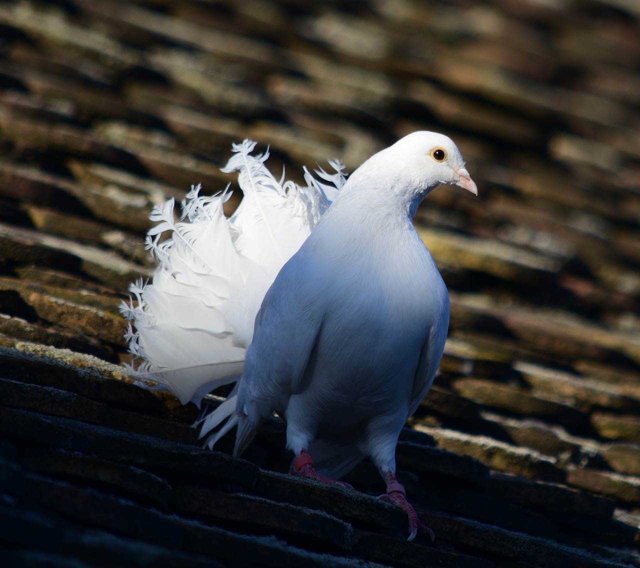 Showcasing Rare Pigeon Breeds: Essential Display Equipment