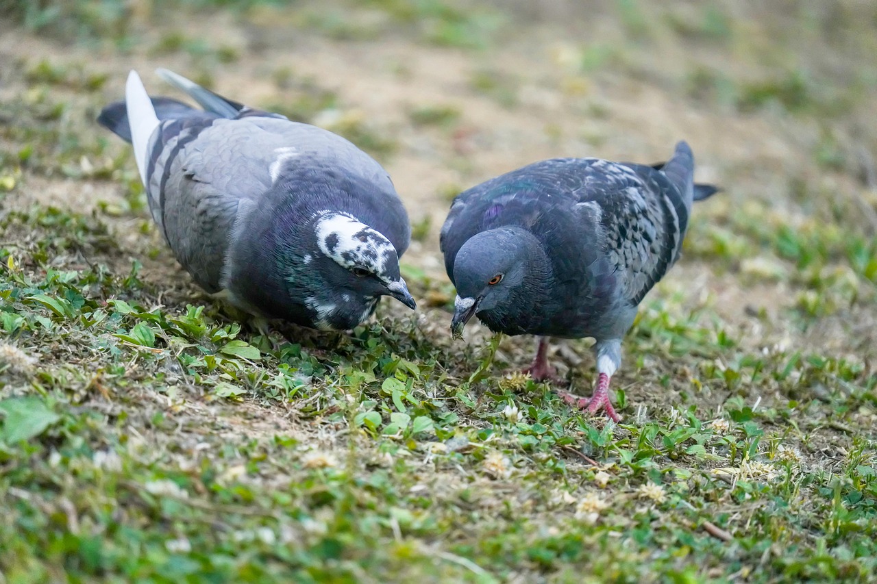 Mastering Fancy Pigeon Breeding: Best Pairing Methods for Excellence