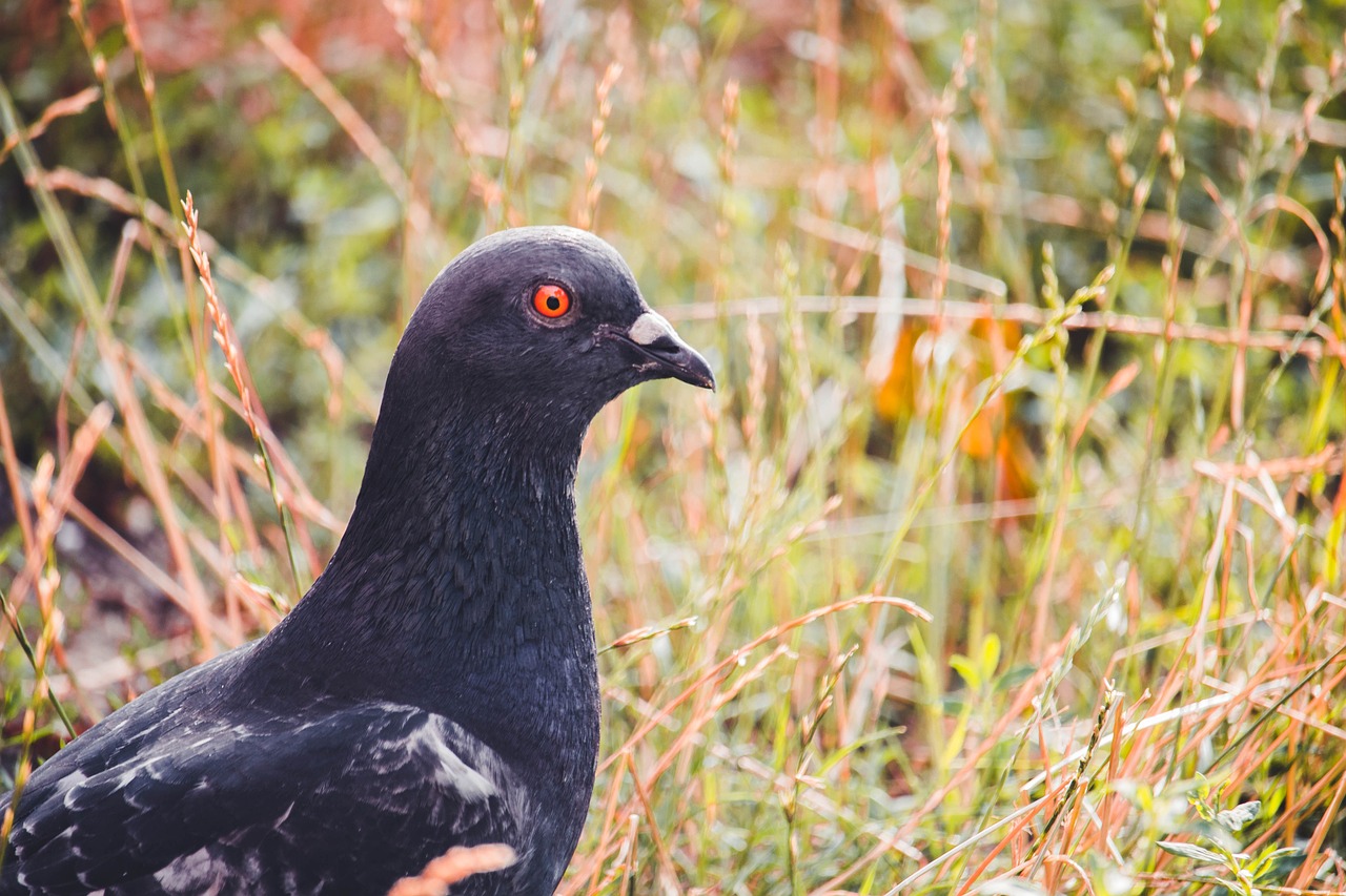 How to Write a Pigeon Sale Ad That Attracts Buyers Fast