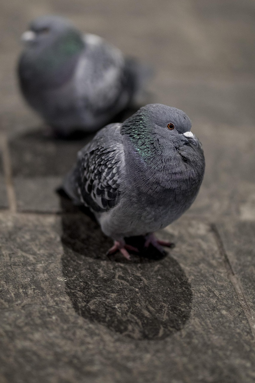 Shami Pigeon Guide: Colors, Specs, and Prices