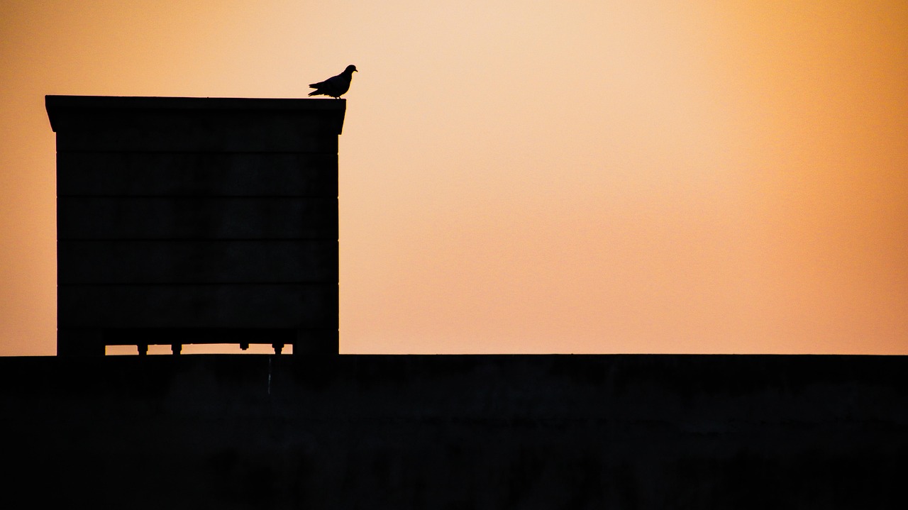 Technical Analysis of GPS Devices in High-Value Pigeon Racing