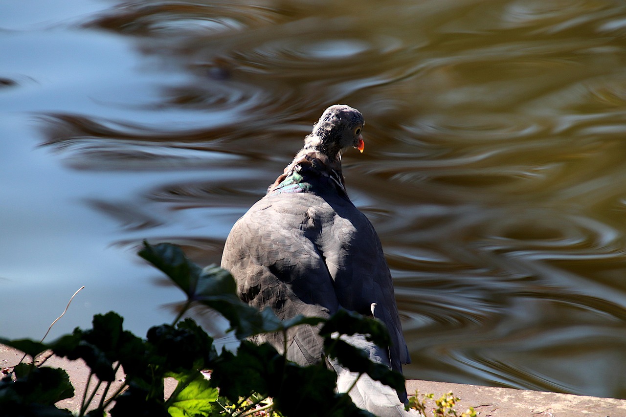 Best Racing Pigeon Breeds and How to Pick Winners