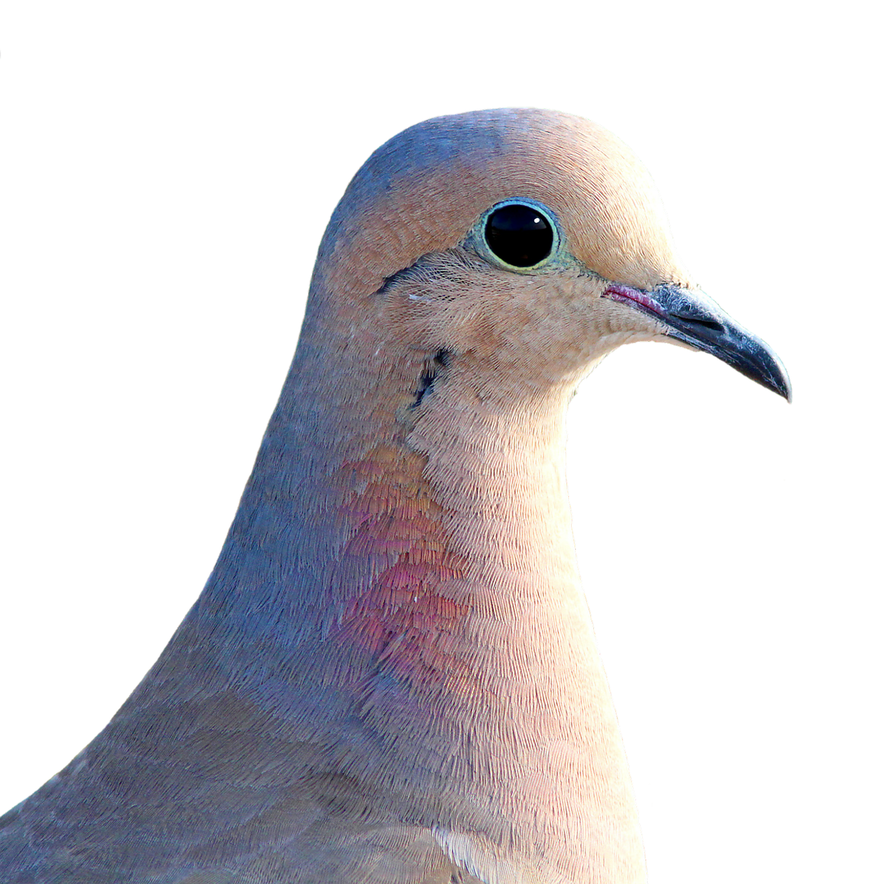 نظام الأرملة: استراتيجية بناء صفوة الحمام للسباقات الطويلة