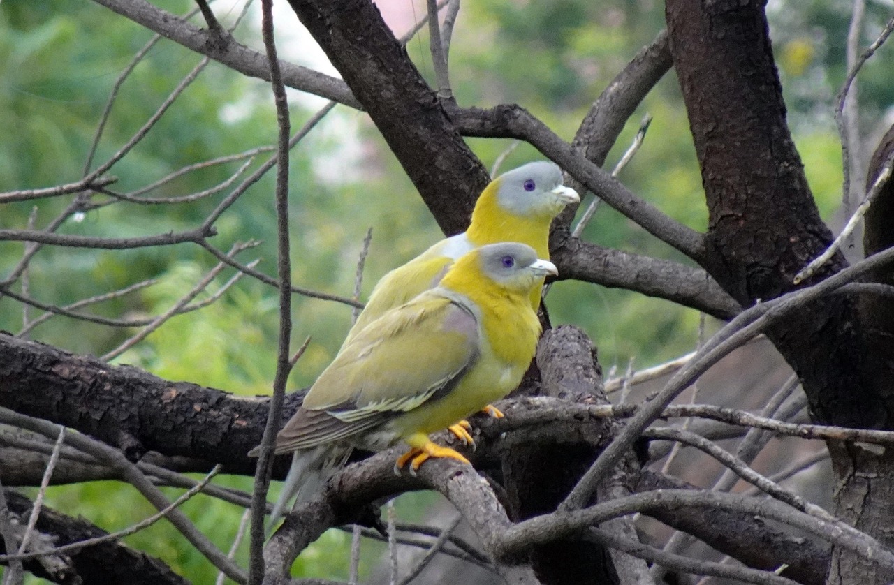 Mastering Racing Pigeon Pricing with Genetic Value Analysis