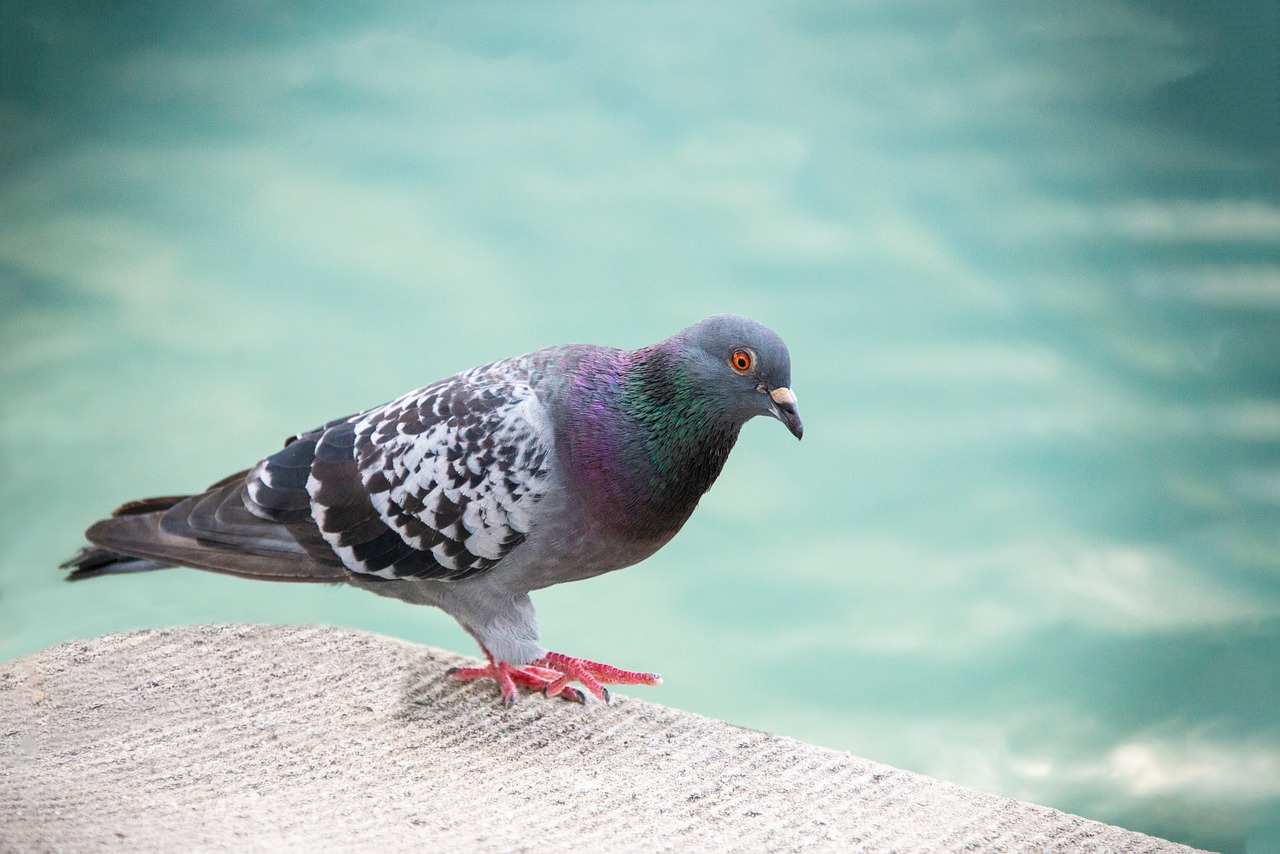 Mastering Fancy Pigeon Breeding for Pure, Beautiful Offspring