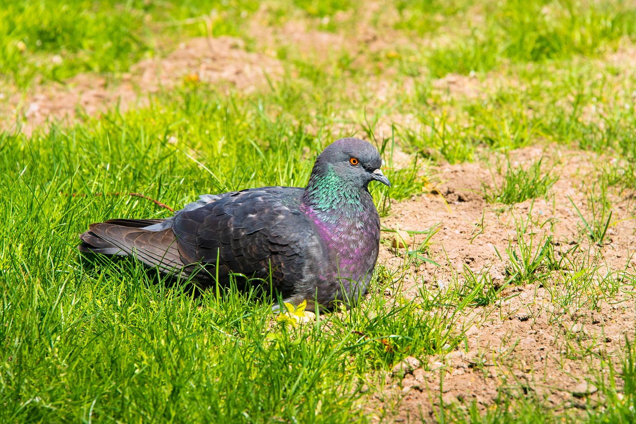 Mastering Fancy Pigeon Breeding for Pure, Beautiful Offspring