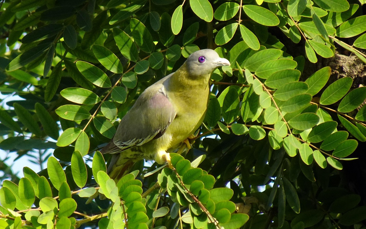 Shami Pigeon Guide: Colors, Specs, and Prices