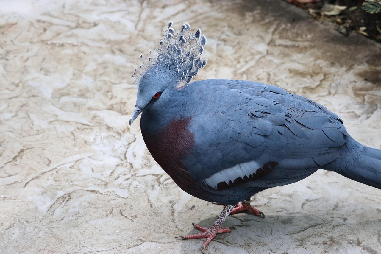 The Ultimate Weekly Preventive Health Program for Pigeons