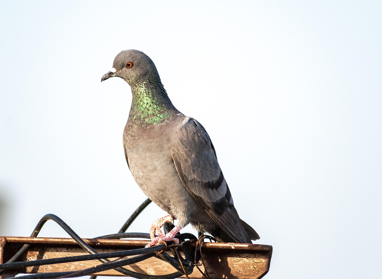 Protect Your Genetic Assets: GPS for Pigeon Safety Guide