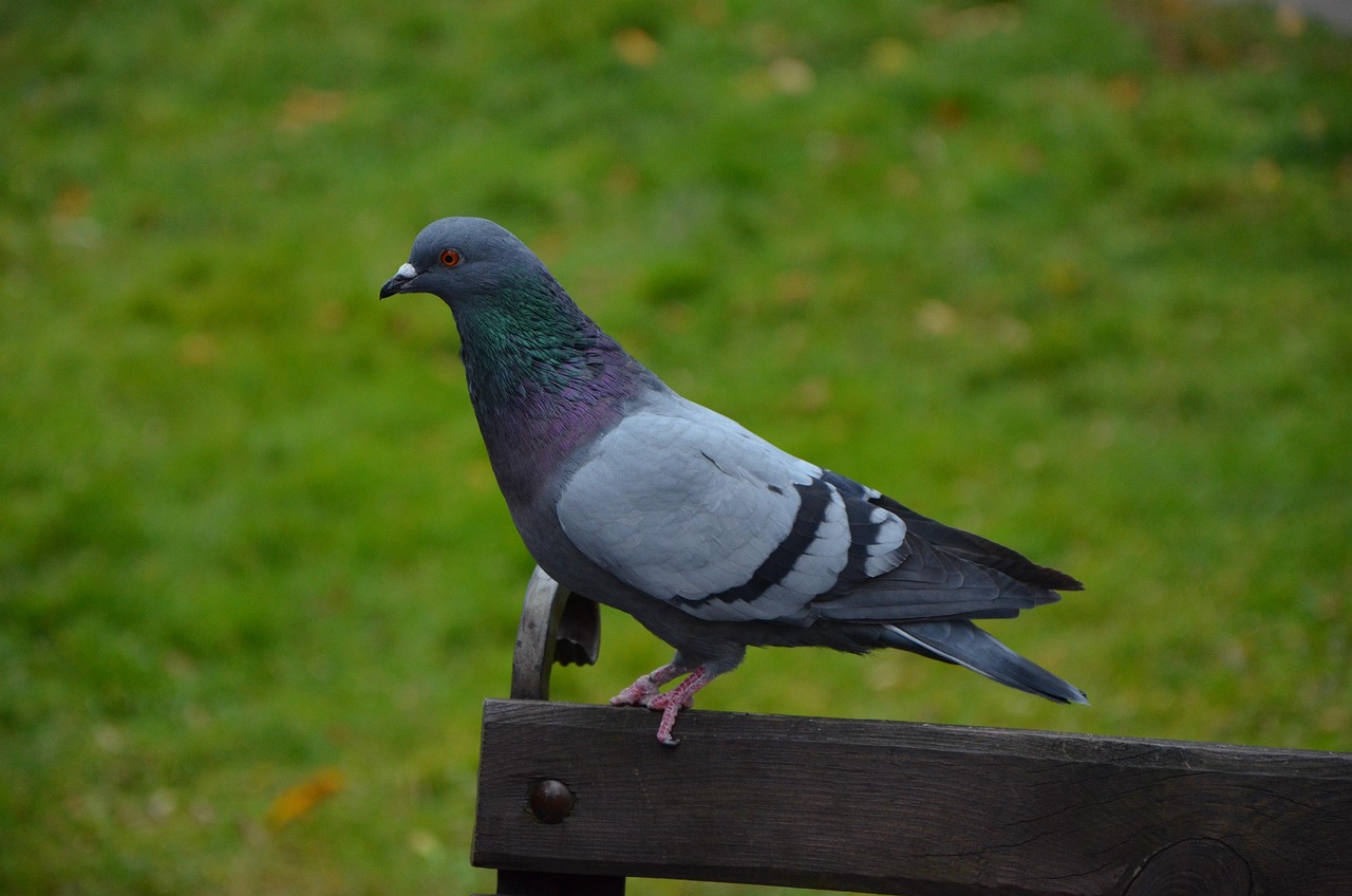 Protect Your Genetic Assets: GPS for Pigeon Safety Guide