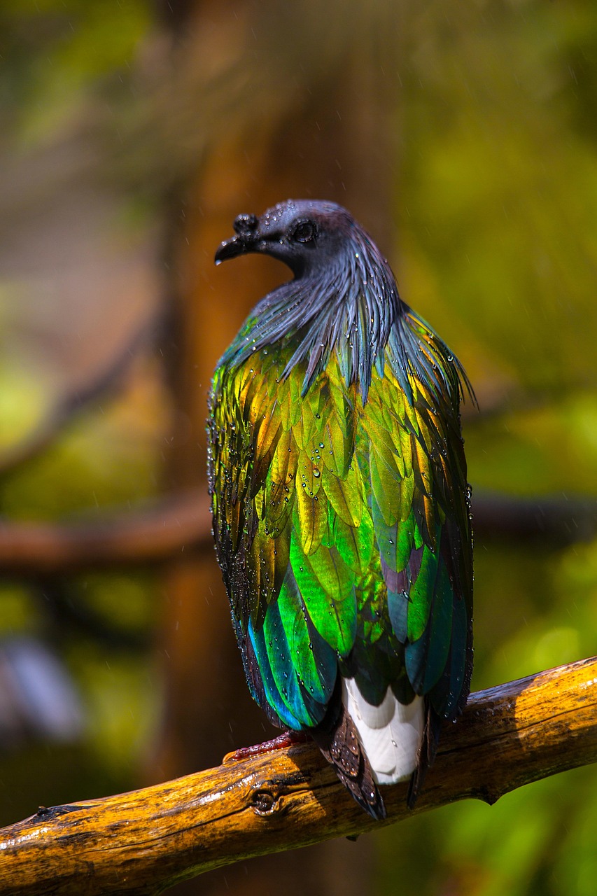 Darkness System: Boost Young Birds Conditioning for Racing