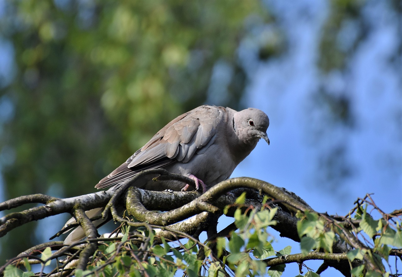 European Professional Nutrition for Racing Pigeons with Röhnfried