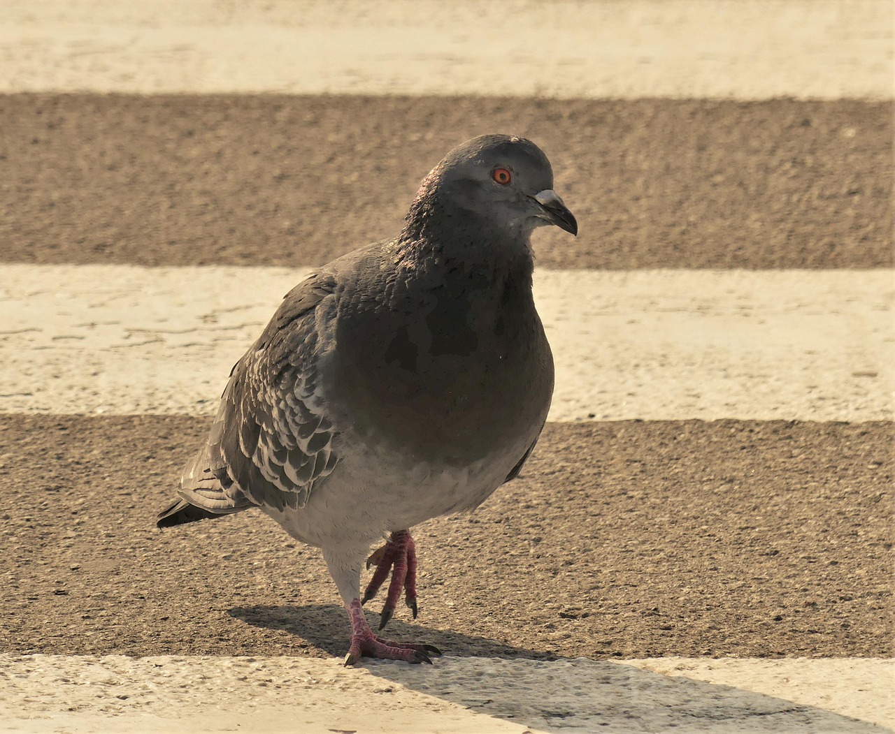 معايير Old German Owl بالتفصيل مع أمثلة من السوق العربي