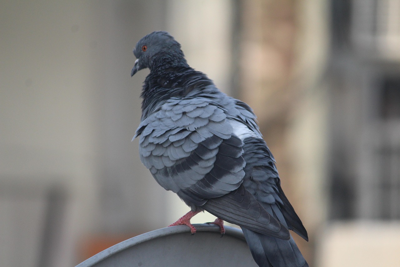 Darkness System: Boost Young Birds Conditioning for Racing Pigeons