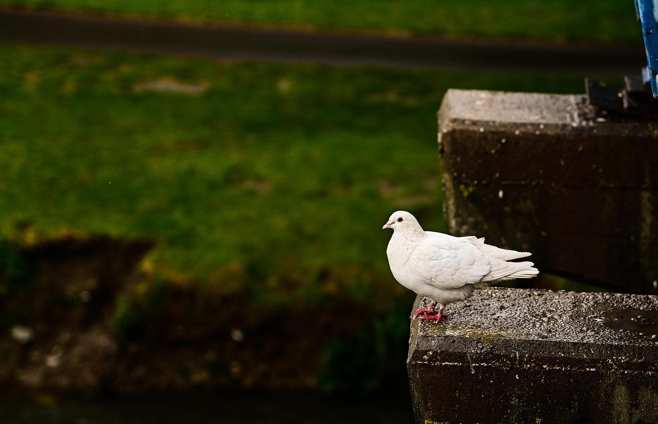 أفضل بروتوكول للوقاية من الأمراض الشائعة في اللوفت