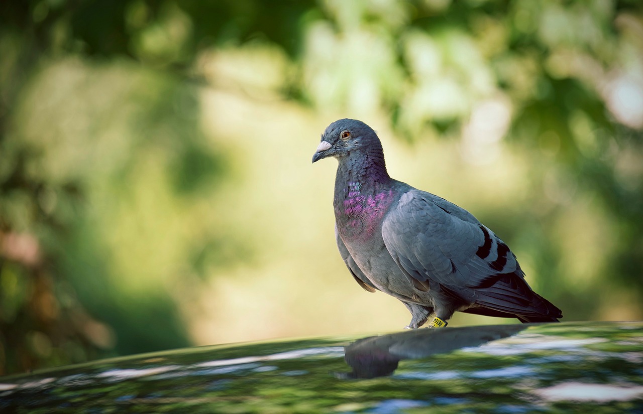 Aluspray for Pigeon Wound Care: A Complete Guide
