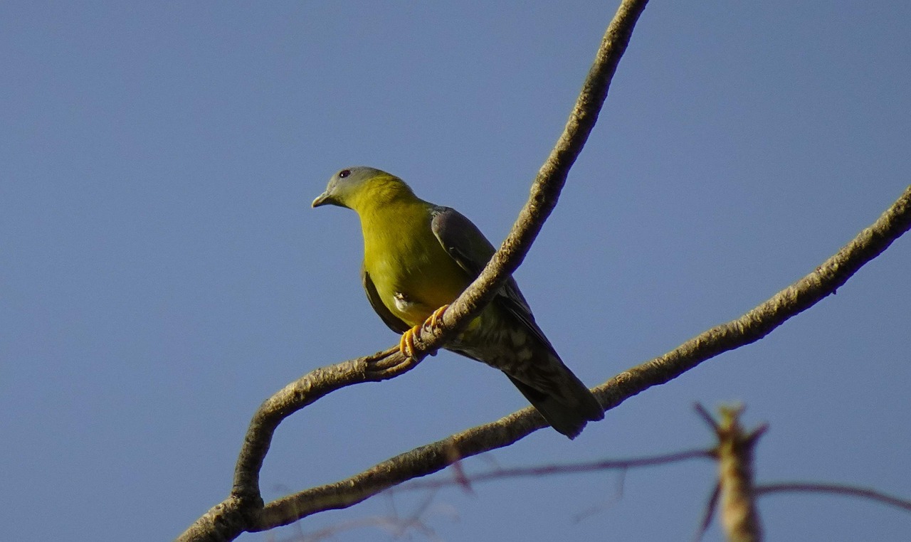 King Pigeon Traits: High Demand in the Gulf Market