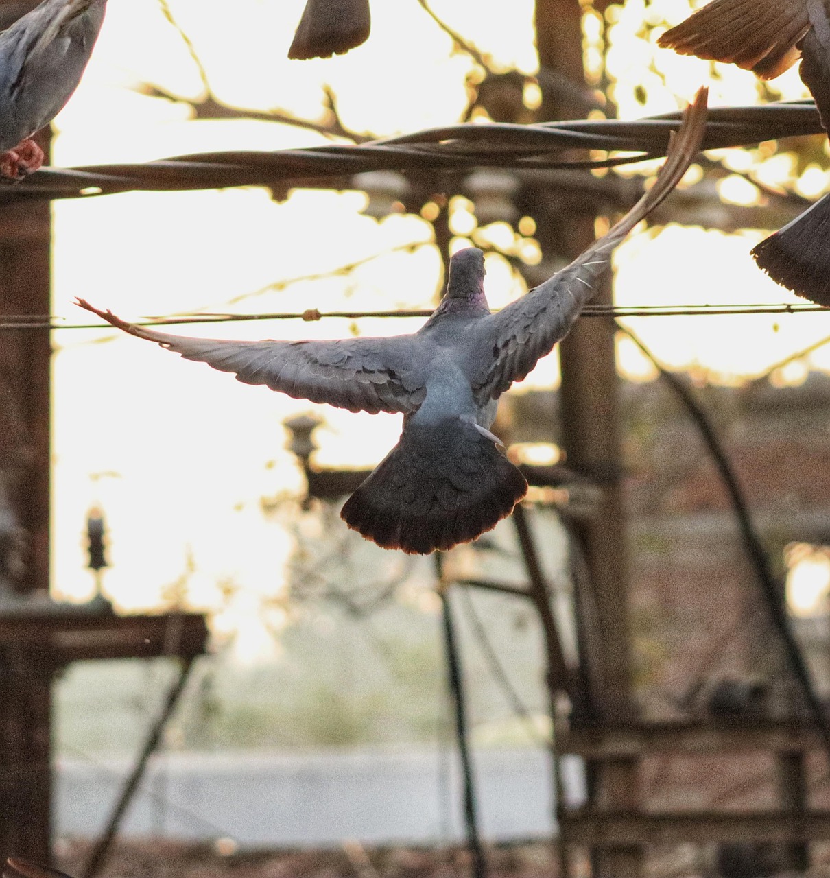 Cest Pharma vs Kastle: Top Pigeon Supplement Reviews