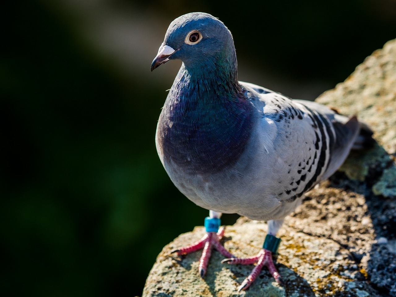 Mastering Pigeon Photography for Superior Show Presentation