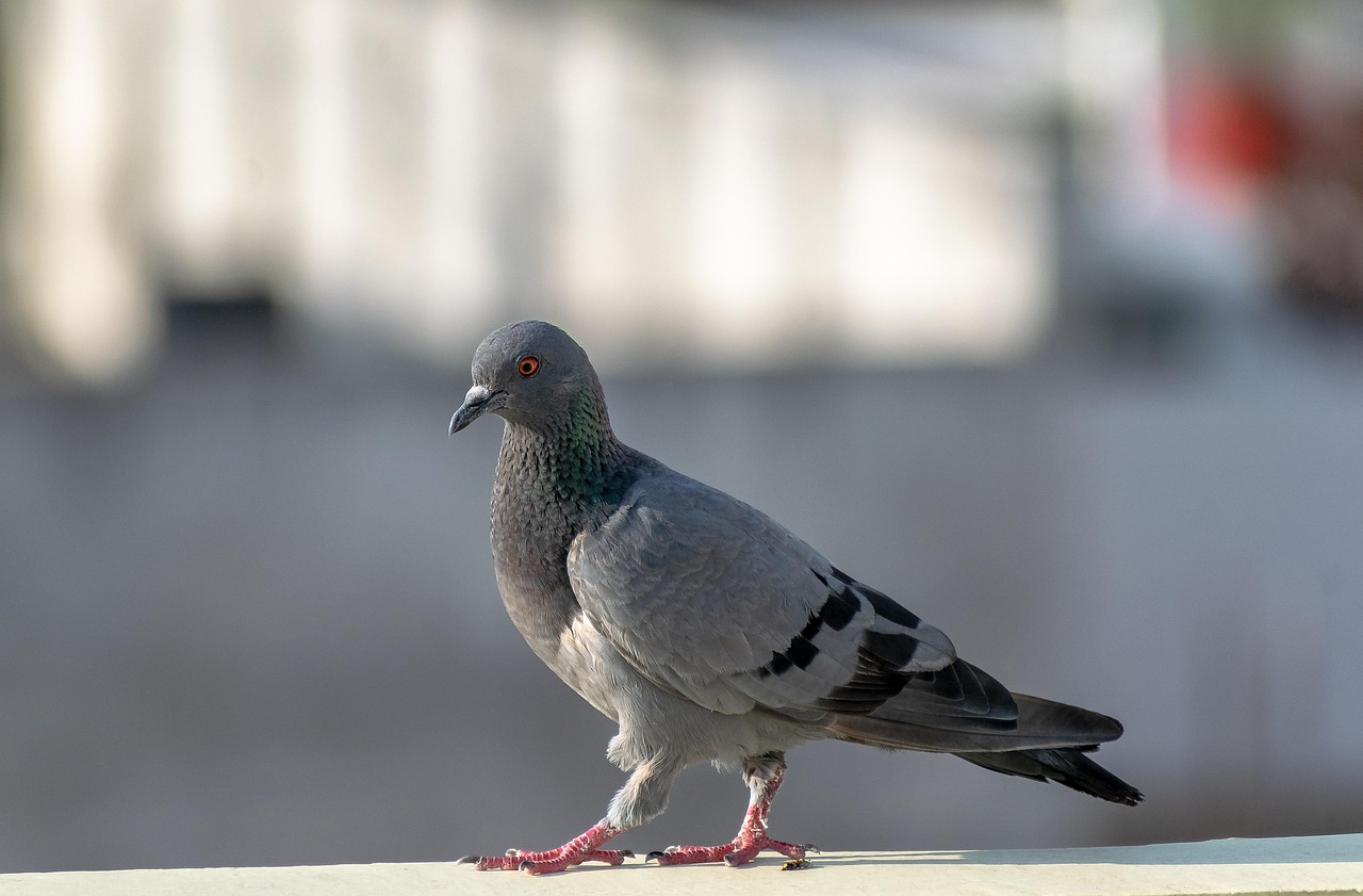 Ultimate Weekly Race Supplements Schedule for Pigeon Fitness