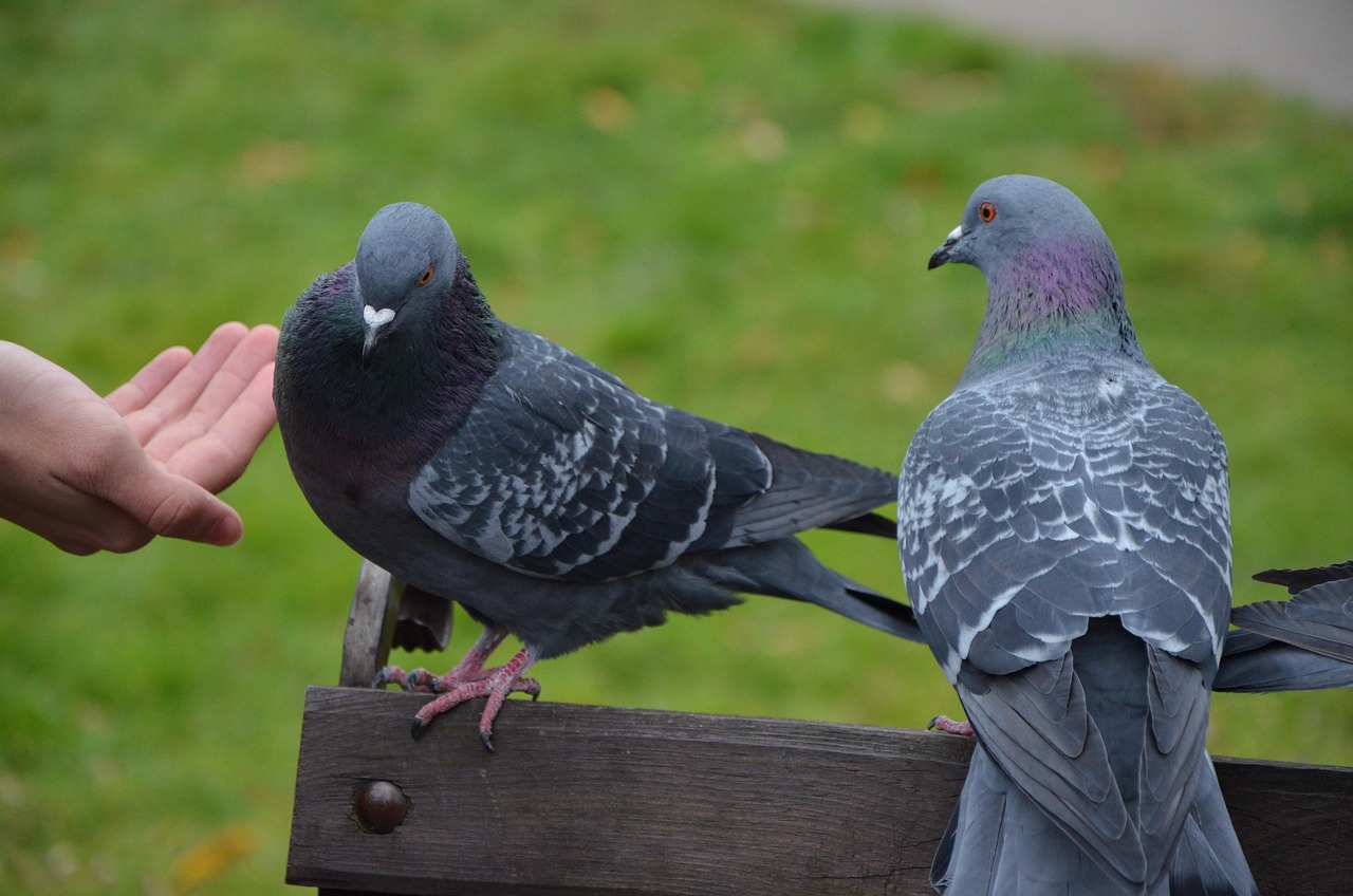 How to Write a Pigeon Sale Ad That Attracts Buyers Fast