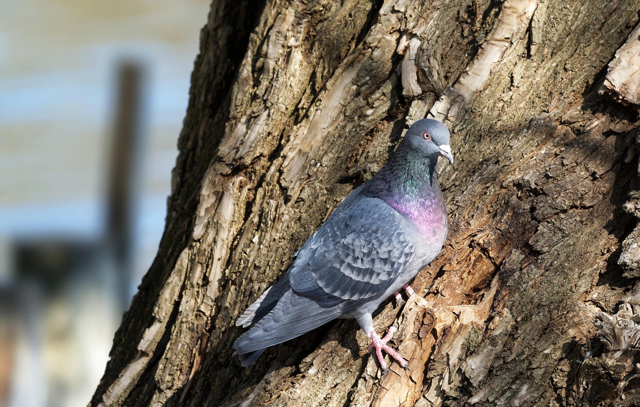 Mastering Fancy Pigeon Breeding: Best Pairing Methods for Purity